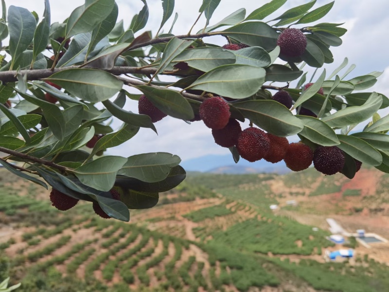 云南石屏高山露天杨梅