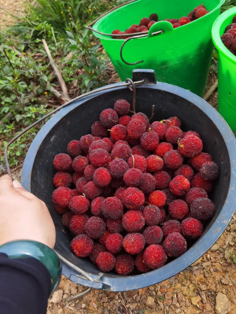 云南石屏高山露天杨梅