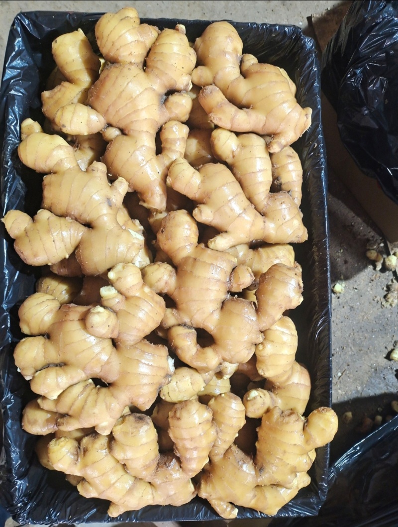【精品大黄姜—坏烂包赔】（精品沙土姜-水洗姜-风干姜）