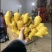 【精品大黄姜—坏烂包赔】（精品沙土姜-水洗姜-风干姜）