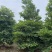 尖叶杜英