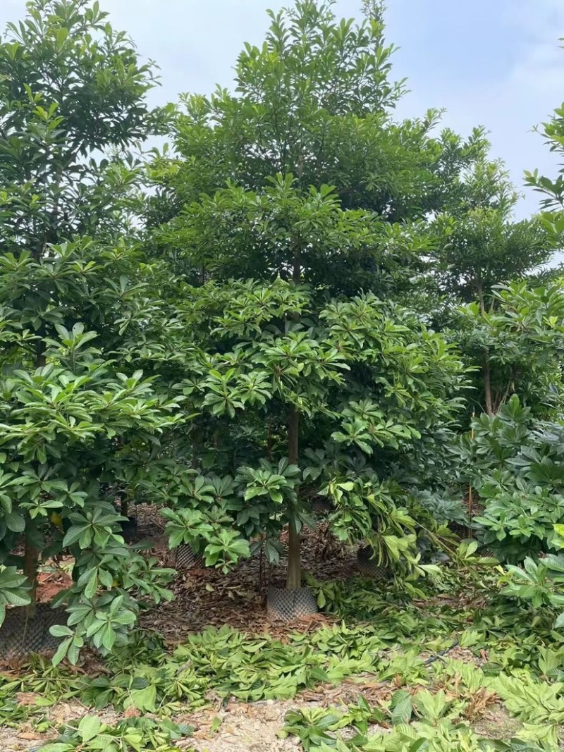 尖叶杜英