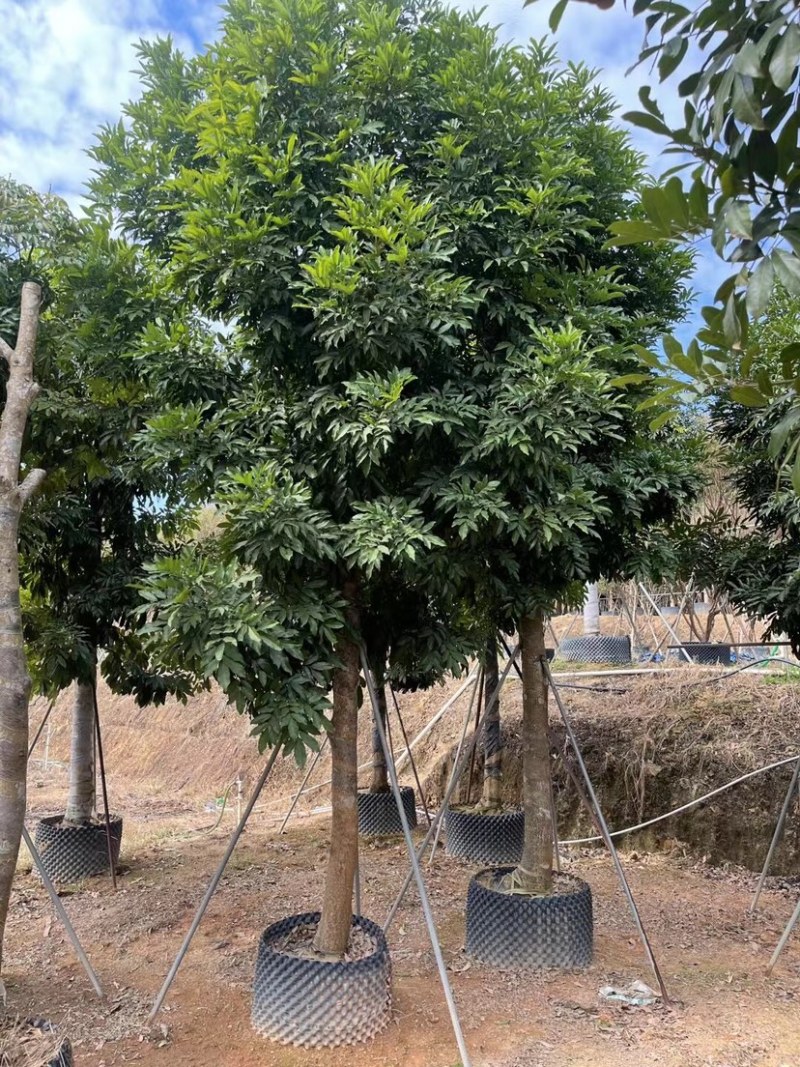 海南红豆