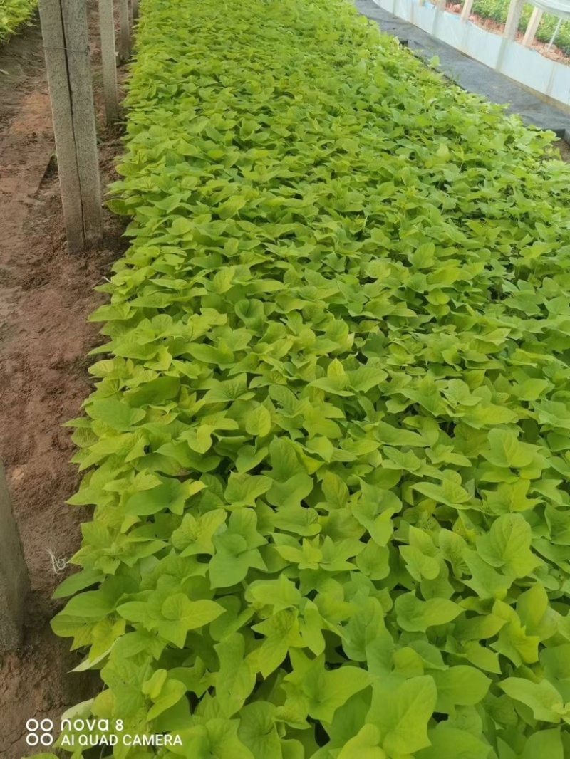 黄金薯，一手货源，基地直发，大量供应，精品苗