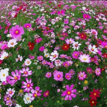 波斯菊