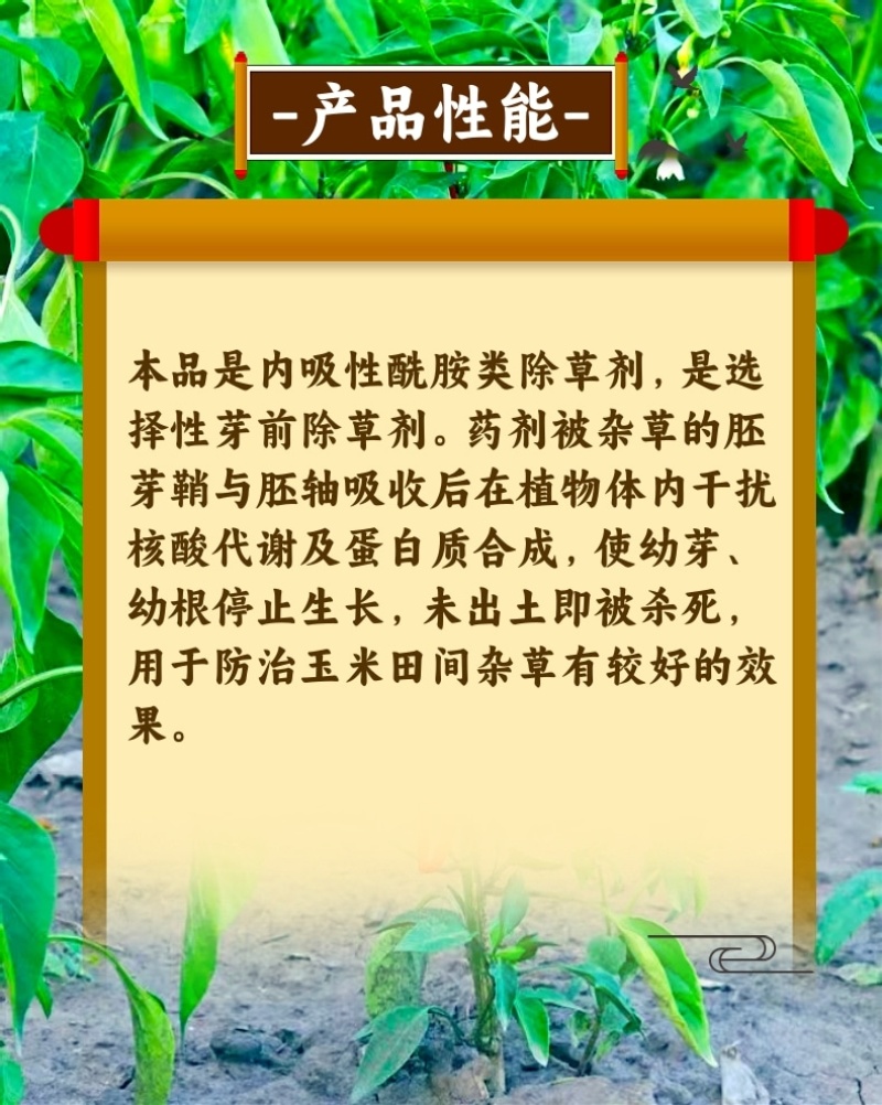 50%乙草胺乙草铵玉米田播种后出苗前杀草籽除草剂苗前用