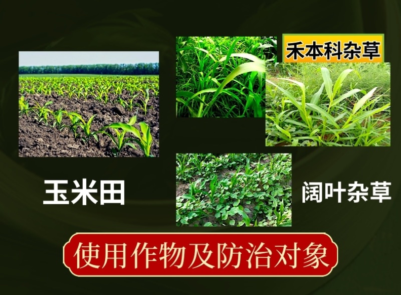 50%乙草胺乙草铵玉米田播种后出苗前杀草籽除草剂苗前用