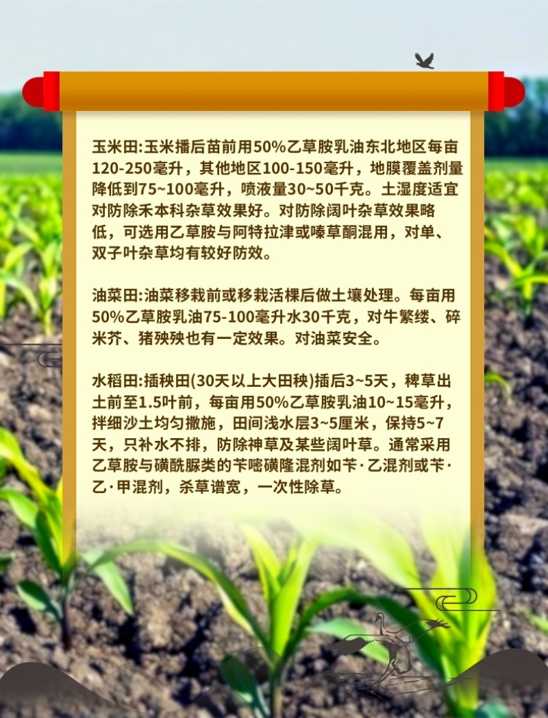 50%乙草胺乙草铵玉米田播种后出苗前杀草籽除草剂苗前用
