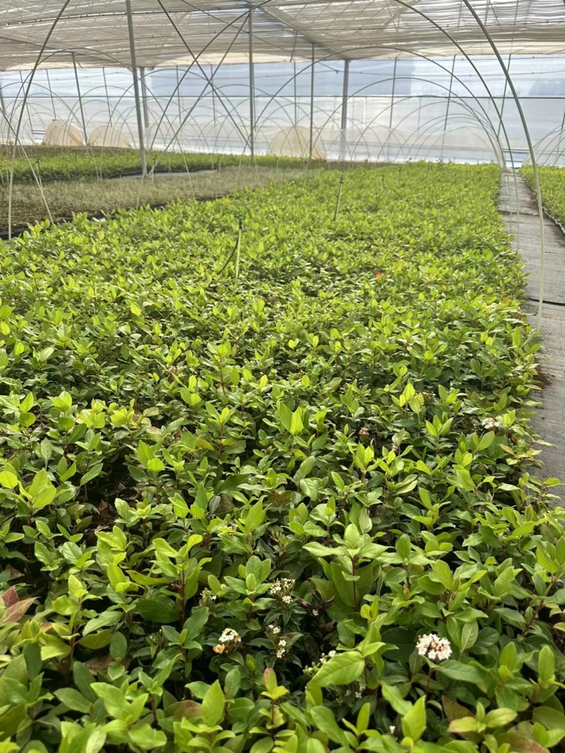 地中海荚蒾袋苗耐寒-25°用于绿化园林全国都可发