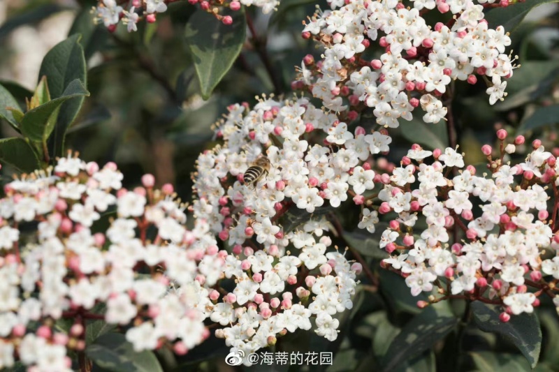 地中海荚蒾袋苗耐寒-25°用于绿化园林全国都可发