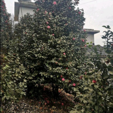 茶花