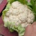 光头白花菜花精品光头紧花现货乳白色产地直供一手