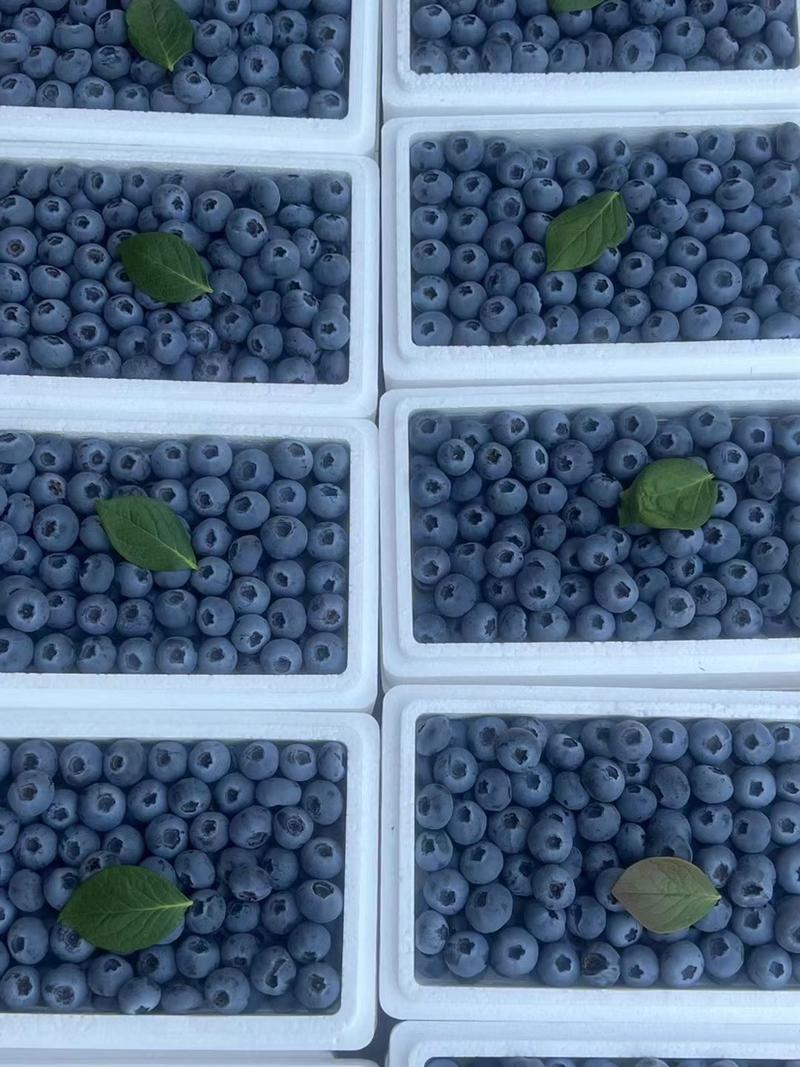 莱克西蓝莓薄雾L25现摘现发新鲜现货全国发货