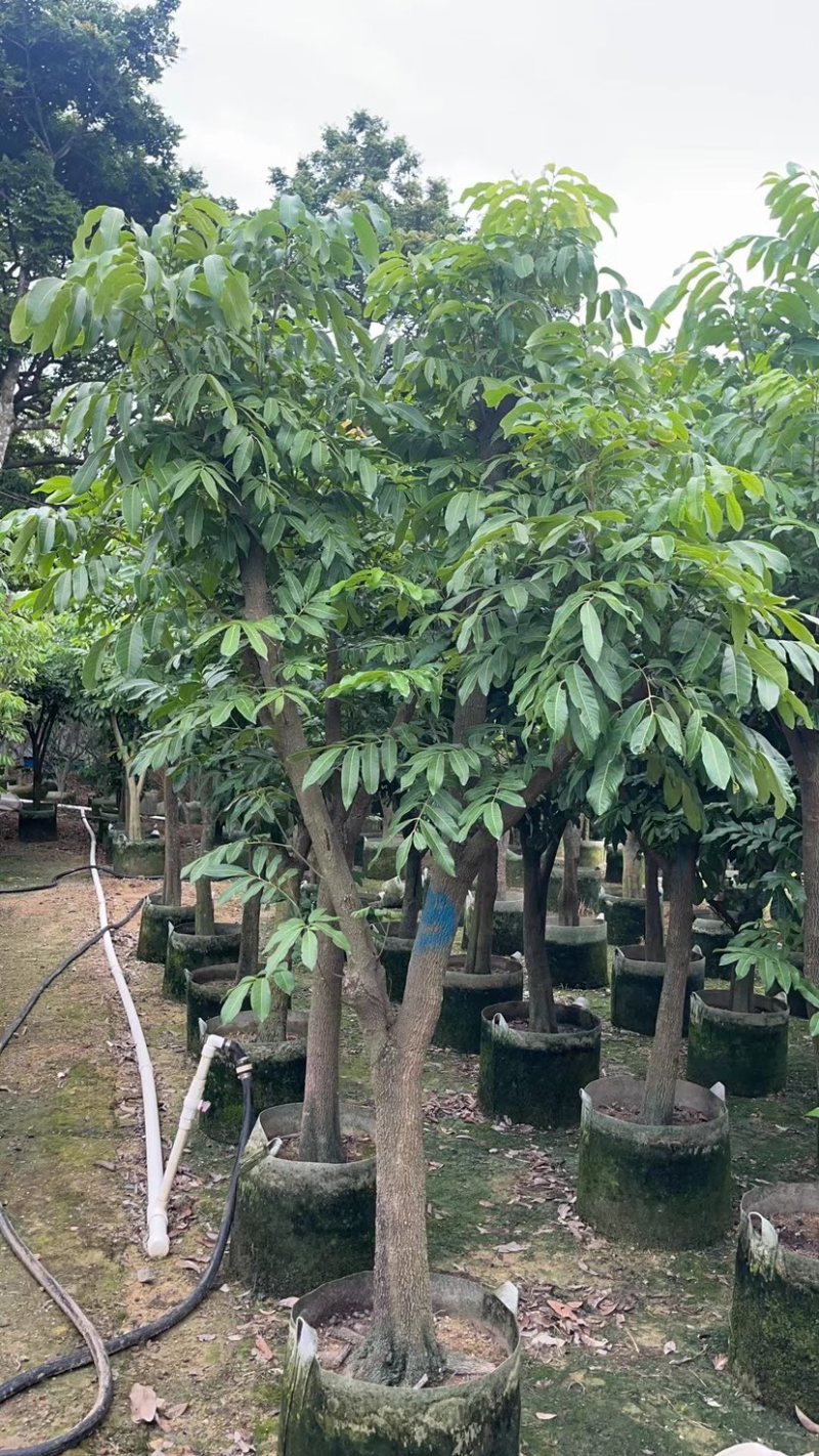 龙眼树
