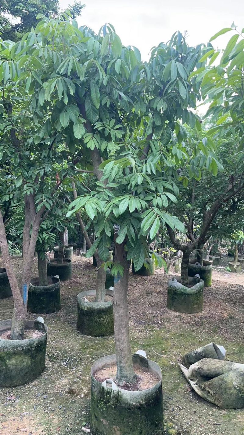 龙眼树