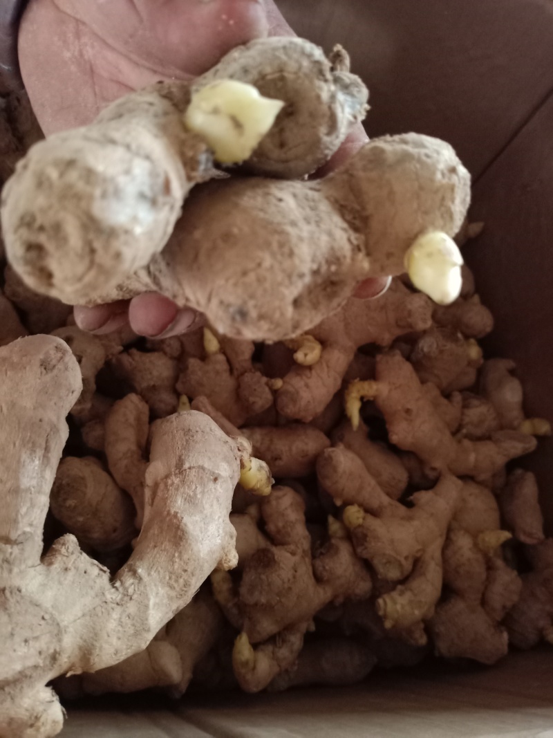 生姜姜种成活率高高产量品质好适合各种土地货源足