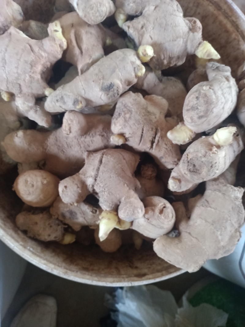 生姜姜种成活率高高产量品质好适合各种土地货源足