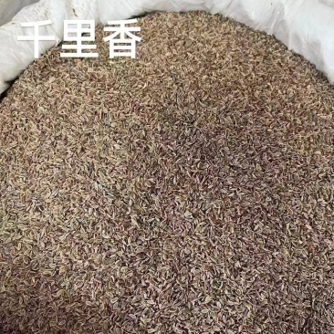 千里香香菜籽孜然小茴香全品类香辛料中药材大全