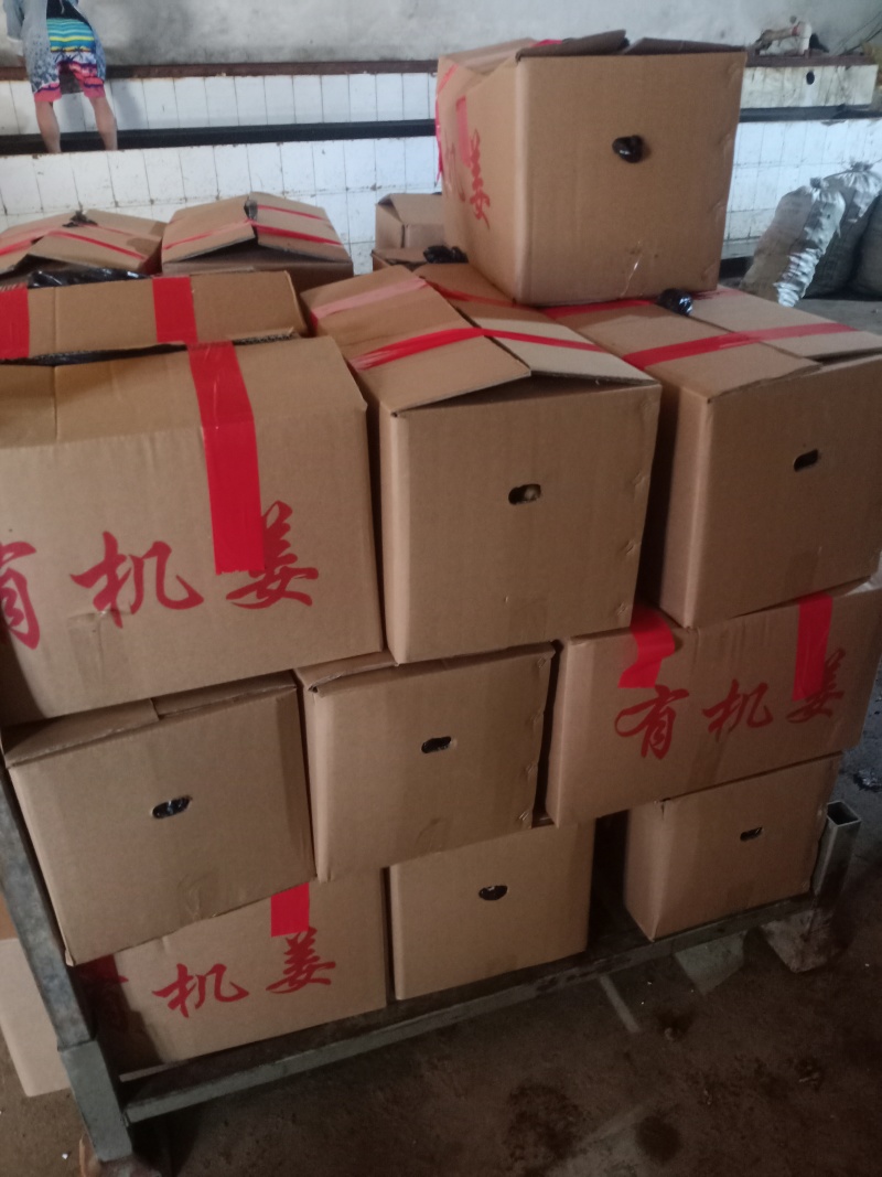 生姜姜种成活率高高产量品质好适合各种土地货源足