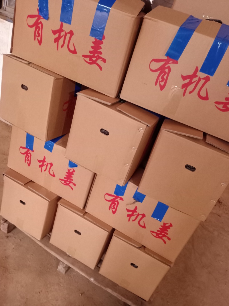 生姜姜种成活率高高产量品质好适合各种土地货源足