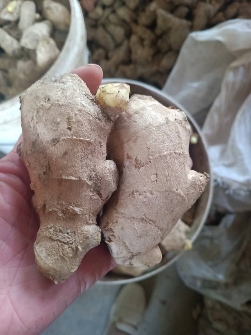 生姜姜种成活率高高产量品质好适合各种土地货源足
