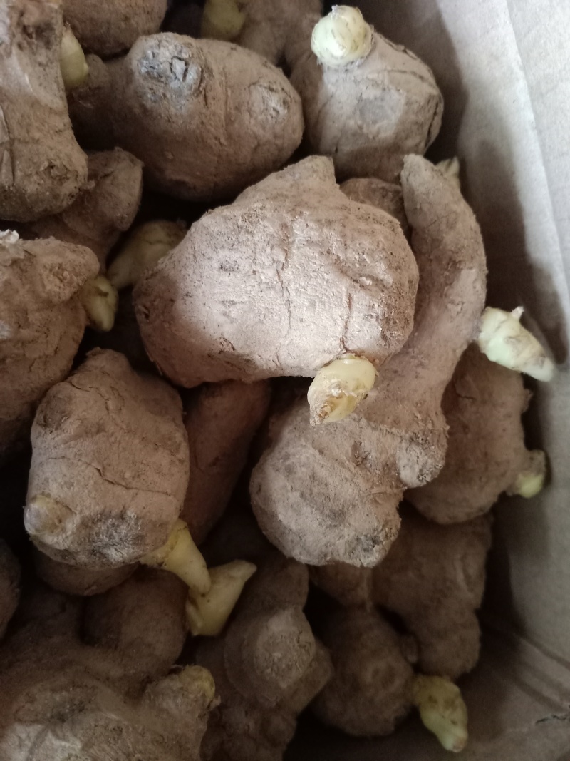 生姜姜种成活率高高产量品质好适合各种土地货源足