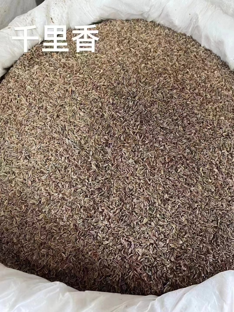 千里香香菜籽孜然小茴香全品类香辛料中药材大全