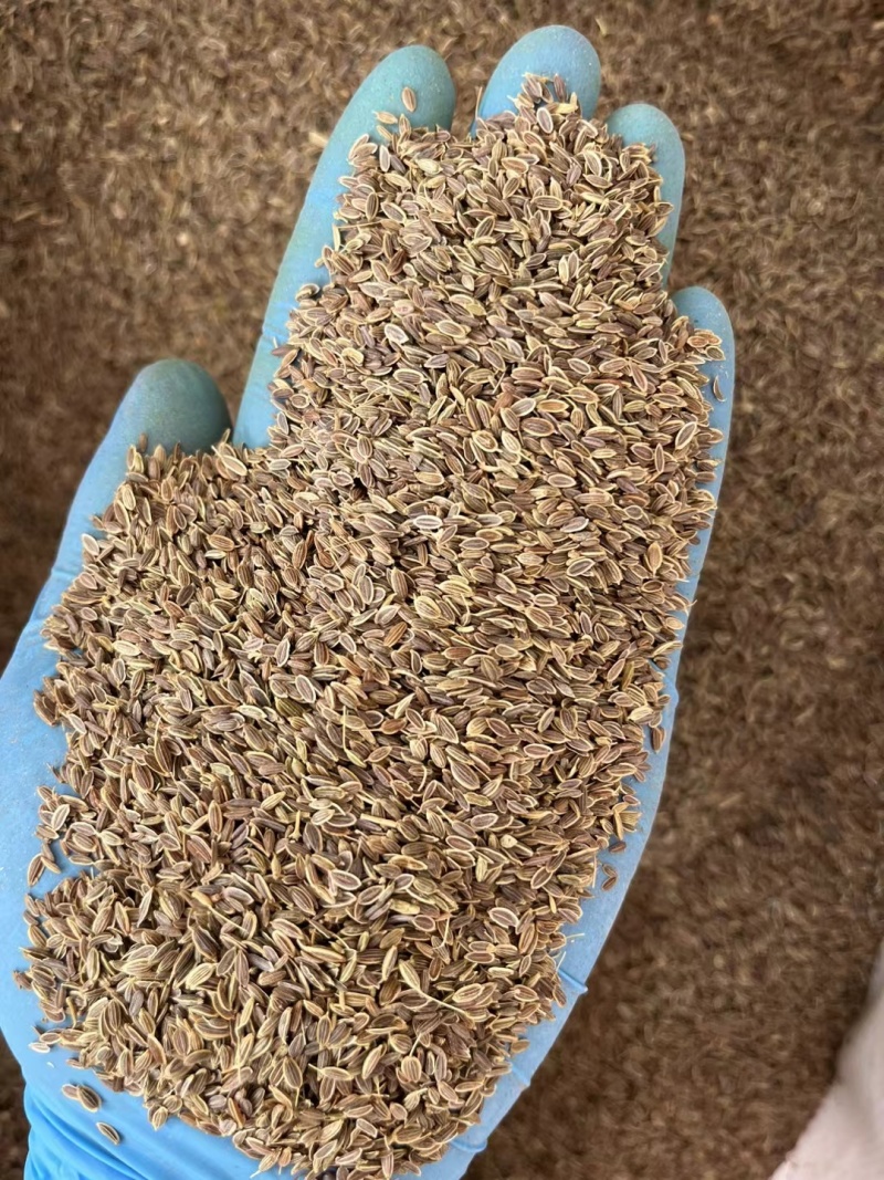 千里香香菜籽孜然小茴香全品类香辛料中药材大全