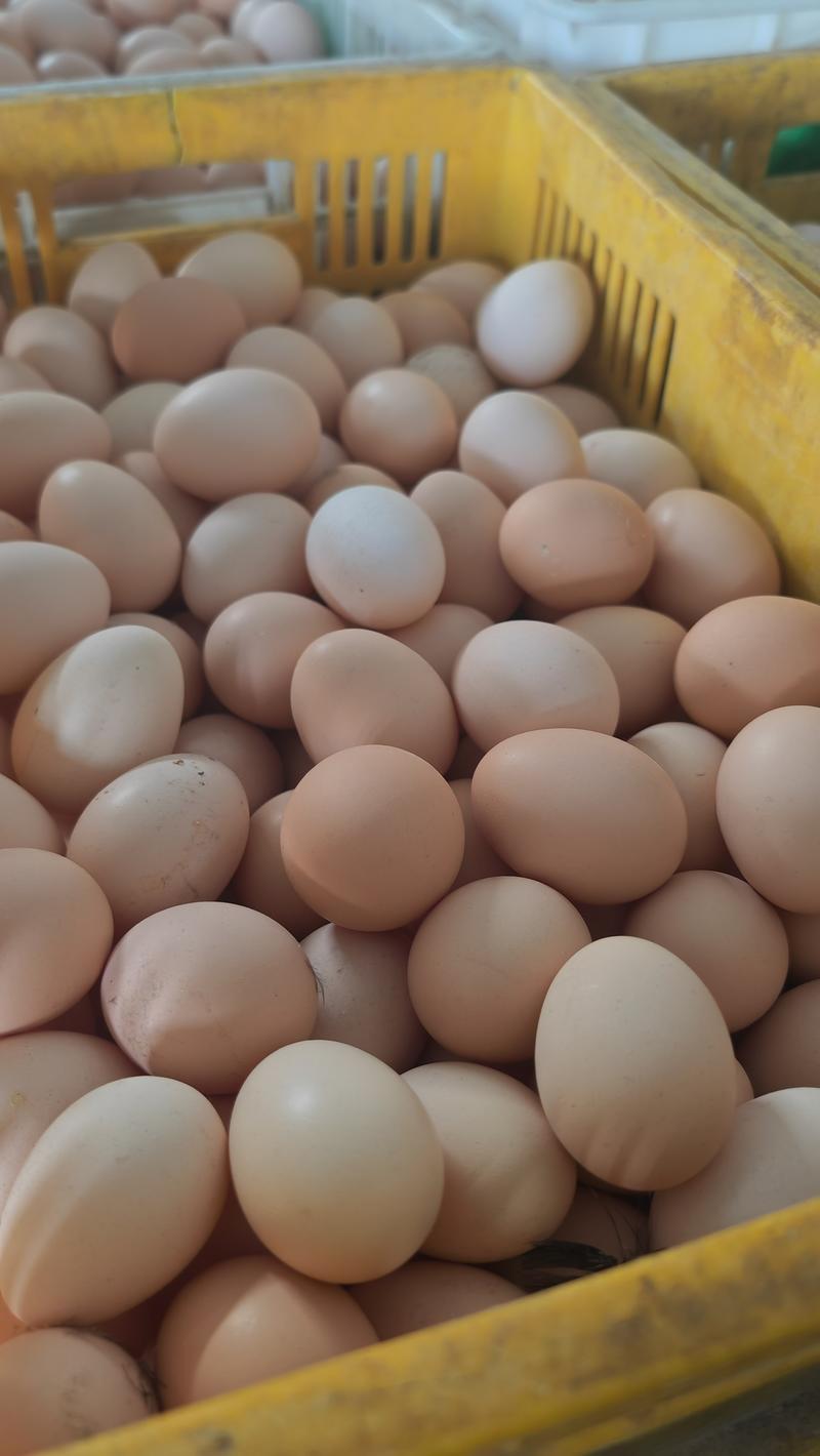 鲜鸡蛋，土鸡蛋，草鸡蛋，初生蛋