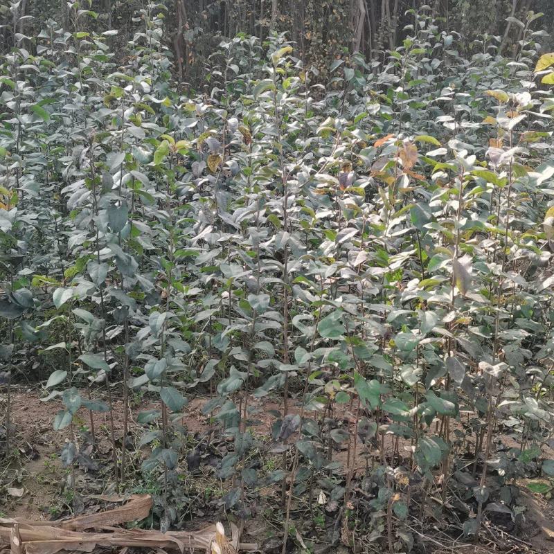 梨树原生苗，梨树一年苗