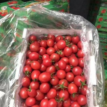 电白千禧圣女果质量好口感好，产地直销社区团购超市电商平台