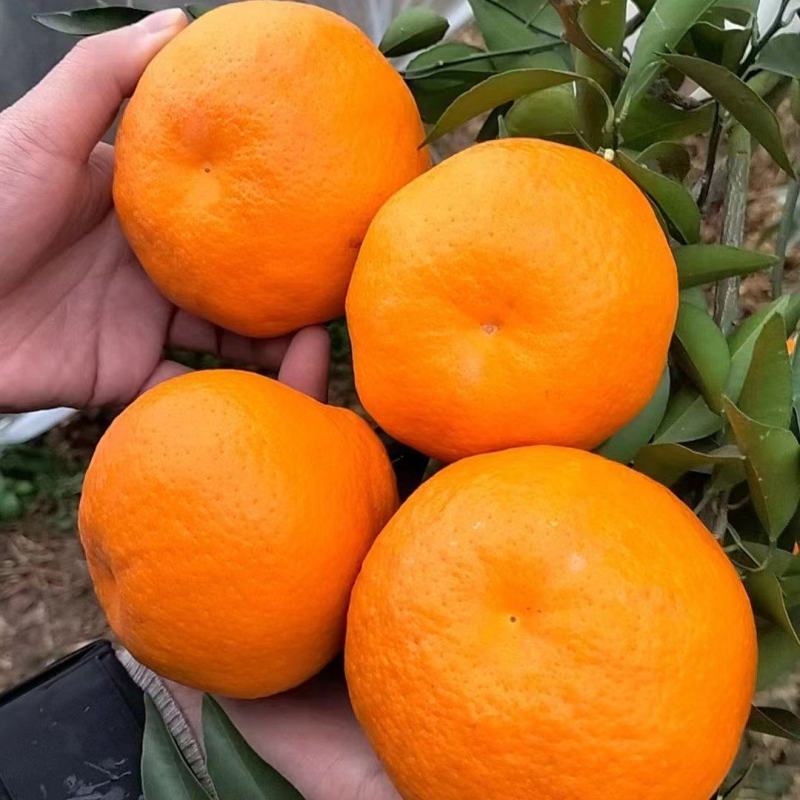 春见耙耙柑