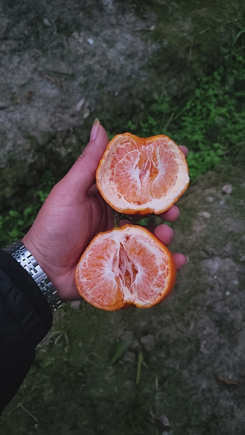 春见耙耙柑