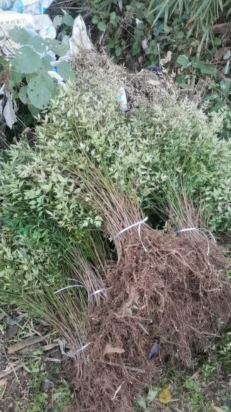 南天竹，地苗，工程苗，常年供应，全国发货