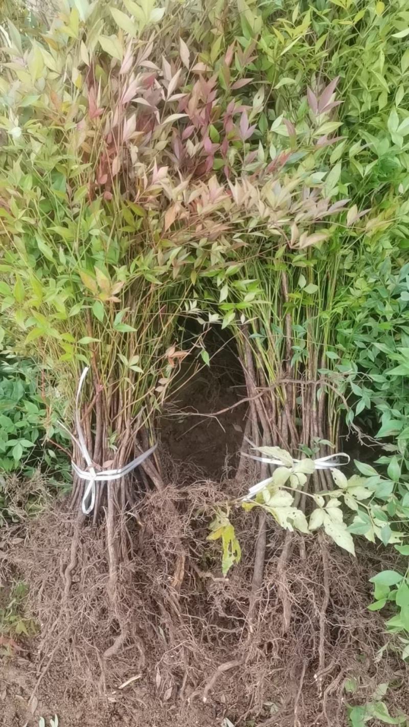 南天竹，地苗，工程苗，常年供应，全国发货