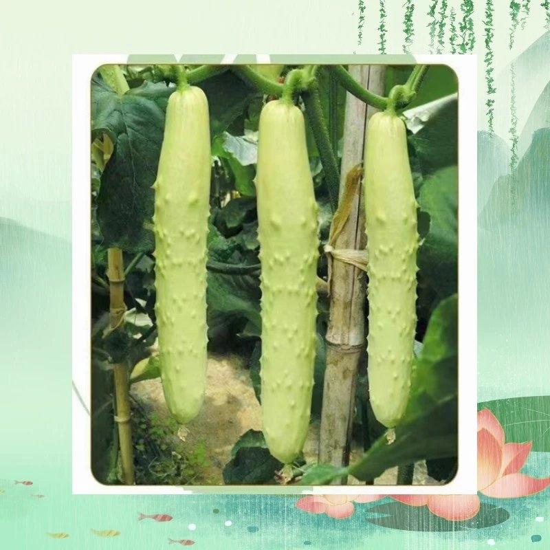 傲夏翠玉海阳白黄瓜种子耐热性好强雌抗病能力强绿白色