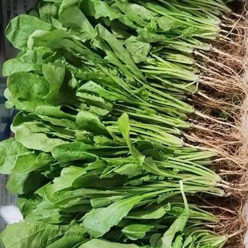 云南精品荠菜现摘现发产地一手货源规格多样可选，价格可谈