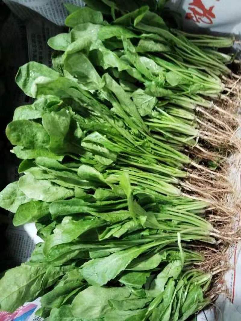 云南精品荠菜现摘现发产地一手货源规格多样可选，价格可谈