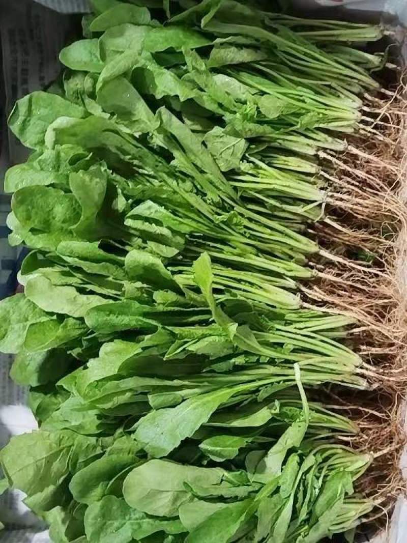 云南精品荠菜现摘现发产地一手货源规格多样可选，价格可谈