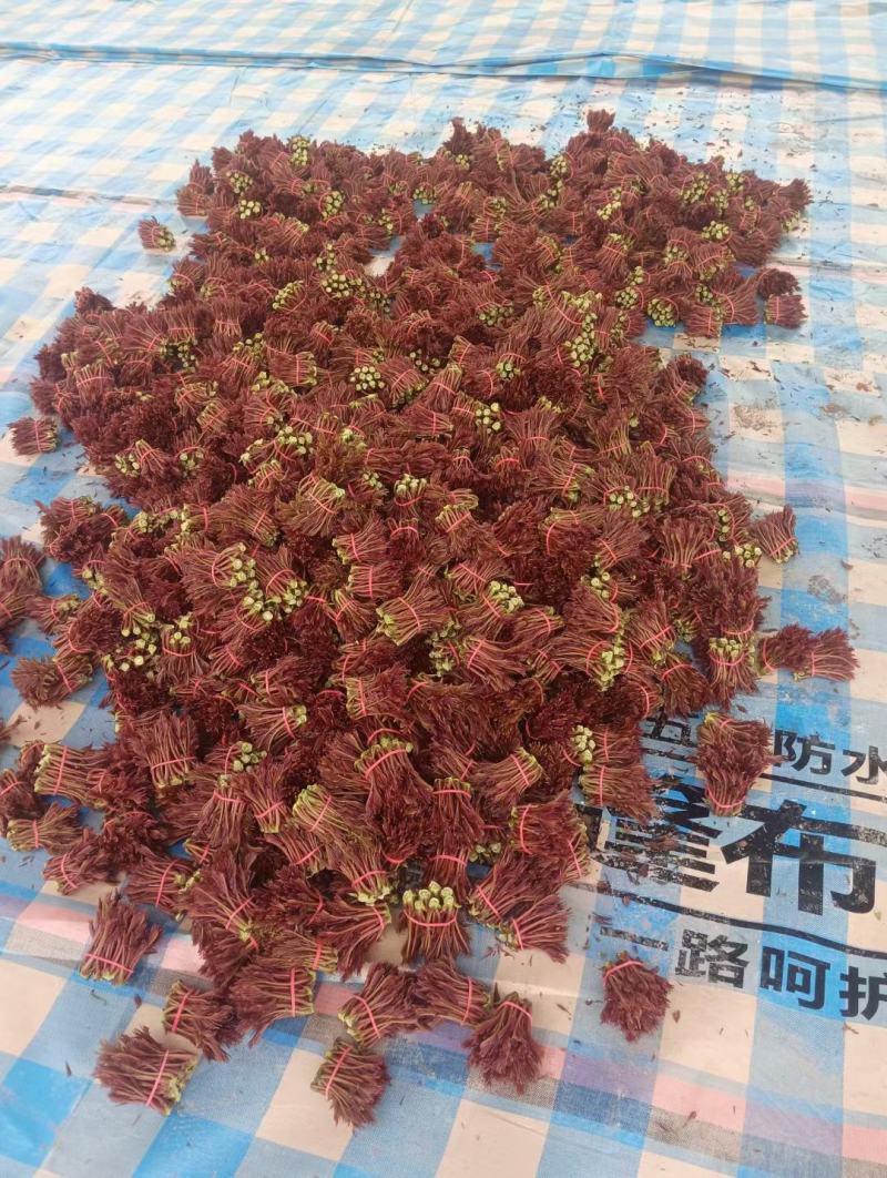 大竹红香椿香椿芽2024红香椿支持代发可以视频看货