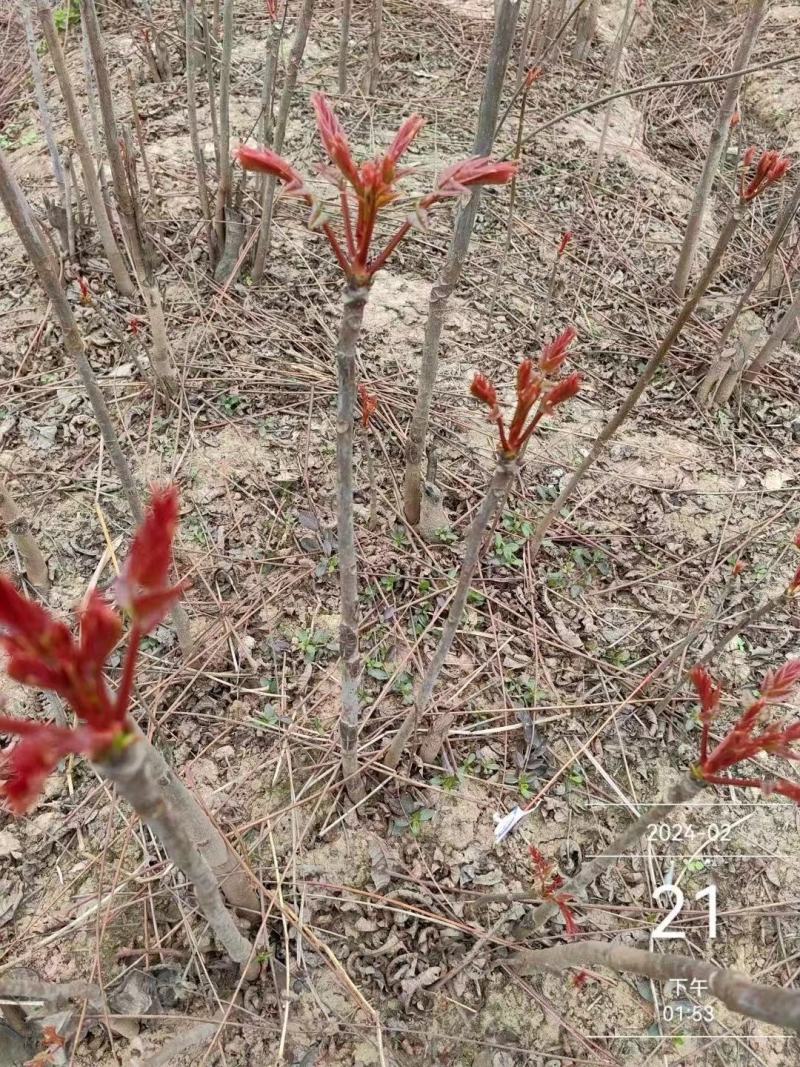 大竹红香椿香椿芽2024红香椿支持代发可以视频看货