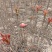 大竹红香椿香椿芽2024红香椿支持代发可以视频看货