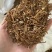 龙胆草龙胆草苦胆草保庆药业实物拍摄龙胆草