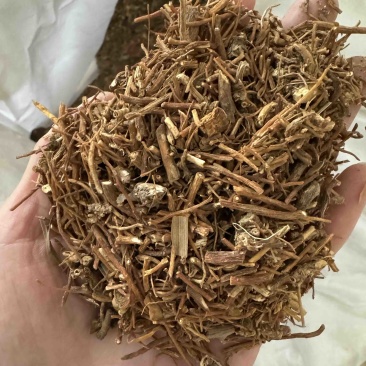 龙胆草龙胆草苦胆草保庆药业实物拍摄龙胆草
