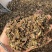石见穿保庆药业批发石见穿实物拍摄发货如图