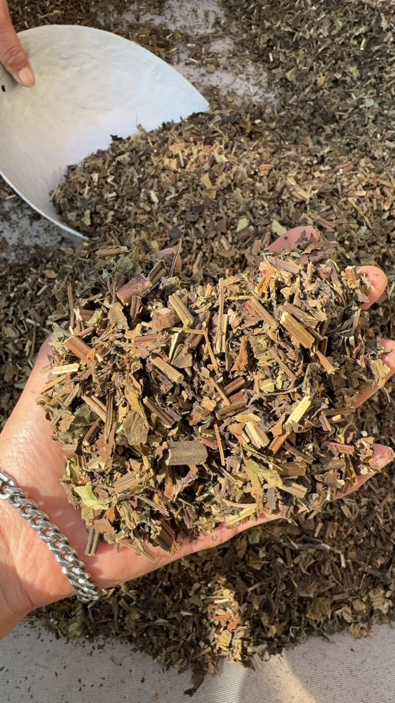 石见穿保庆药业批发石见穿实物拍摄发货如图