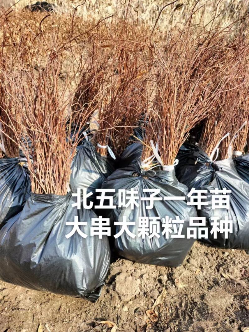 北五味子苗辽宁抚顺新宾直供，自家苗木基地，支持随时验货。