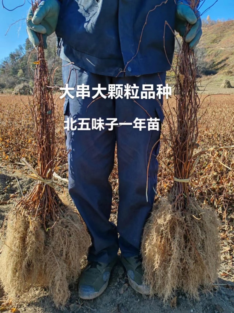 北五味子苗辽宁抚顺新宾直供，自家苗木基地，支持随时验货。