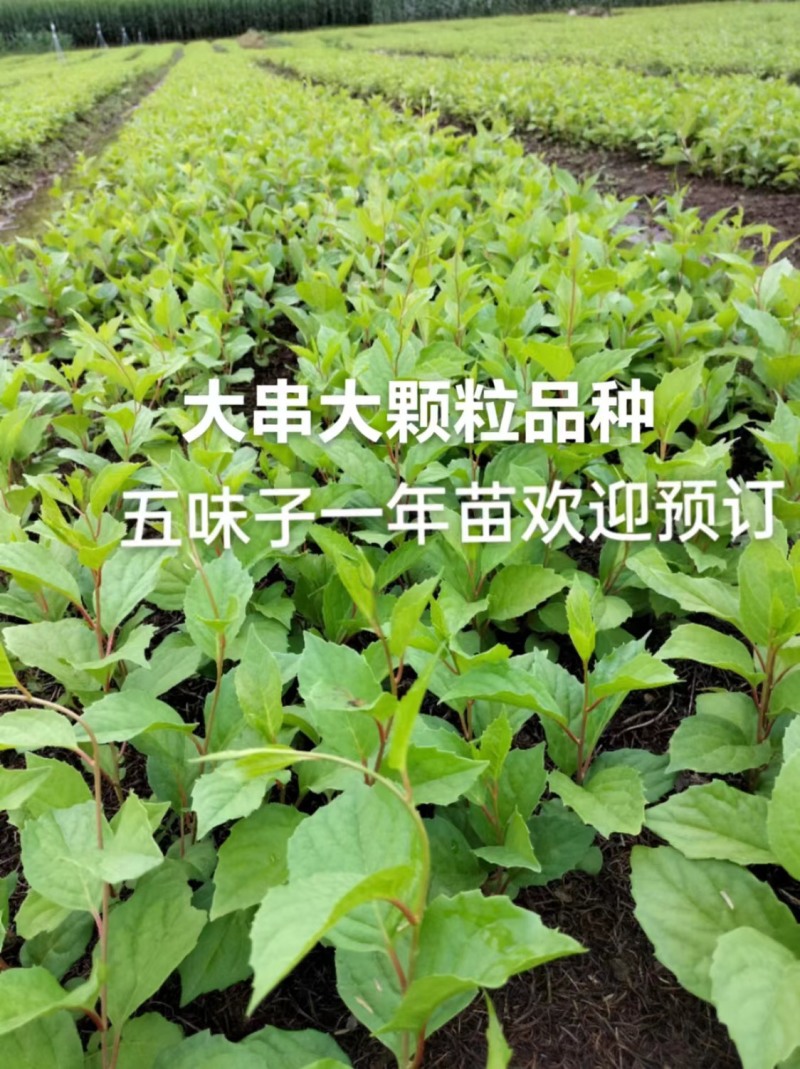 北五味子苗辽宁抚顺新宾直供，自家苗木基地，支持随时验货。