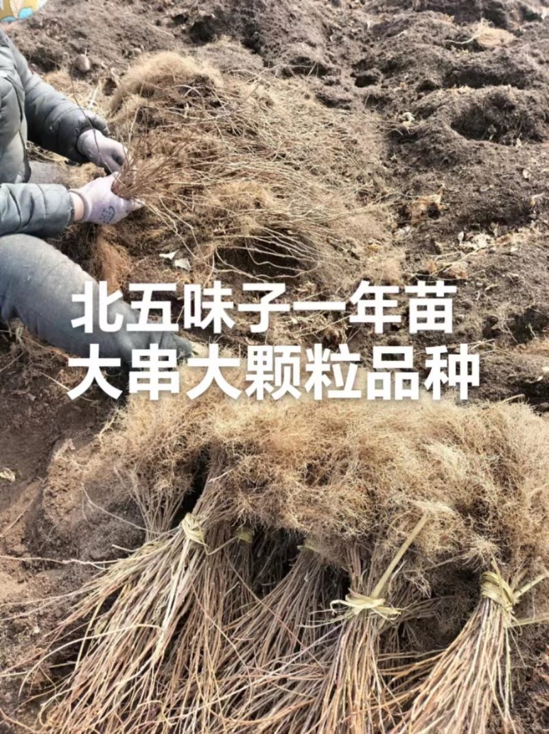 北五味子苗辽宁抚顺新宾直供，自家苗木基地，支持随时验货。